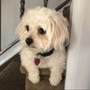 pacheckers123